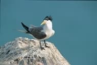 鳳頭燕鷗